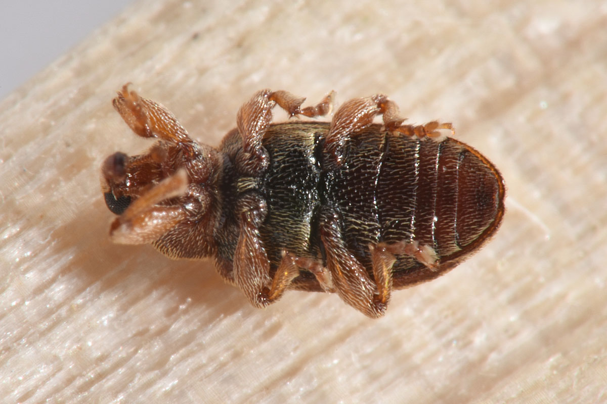 Curculionidae: Dorytomus nebulosus?  Sì !